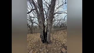 Fort Ridgely State Park Fairfax MN February 2024 [upl. by Straub143]