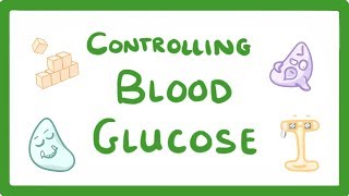 GCSE Biology  Control of Blood Glucose Concentration 56 [upl. by Siwel386]