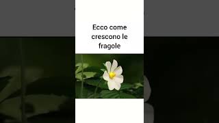 Ecco come crescono le fragole [upl. by Abott764]