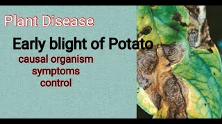 Early blight of Potato Plant Disease  Alternaria solani  short note [upl. by Ernaline]