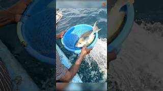 Catching Yellowfin Surgeonfish in the Sea fishing fishingvideo oceanfishing [upl. by Abrahams722]