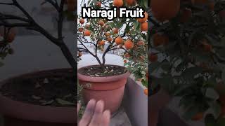 Narangi Tree👍Narangi Plant👏fruit shorts plantcare [upl. by Nitsirk]