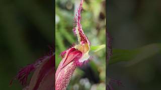 Diese Orchidee hat einen gemeinen Trick bulbophyllum [upl. by Ahsa375]