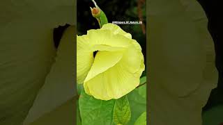 Abelmoschus Manihot🌼🌼 flower nature shorts plants viralshorts [upl. by Venuti]