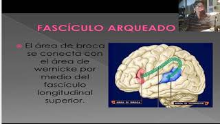 Lenguaje y Neuropsicología Clase 7 [upl. by Nnaid]