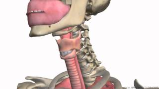 Respiratory System Introduction  Part 1 Nose to Bronchi  3D Anatomy Tutorial [upl. by Wilona247]