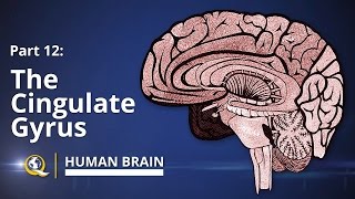 Cingulate Gyrus  Human Brain Series  Part 12 [upl. by Etterual]