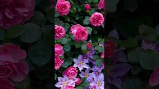 Beautiful rose flowers naturalflowerflowers roseflowergarden nature rosegarden love natural [upl. by Onek]