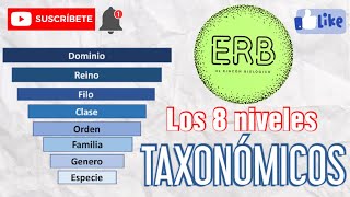 🐊 LOS 8 NIVELES TAXONÓMICOS 💚  El rincón biológico [upl. by Dola]