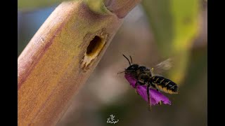 A native bee putting flower petals in her nest [upl. by Doerrer]