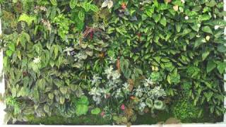 3 Day Timelapse of Vertical Plant Wall Blanc Style [upl. by Dahcir413]