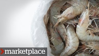 Testing shrimp for antibioticresistant bacteria Marketplace [upl. by Corine]