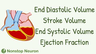 End Diastolic Volume End Systolic Volume Stroke Volume Ejection Fraction [upl. by Gleich941]