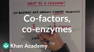 Cofactors coenzymes and vitamins  MCAT  Khan Academy [upl. by Heins662]