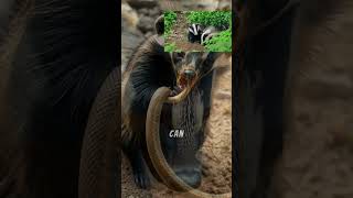 The Surprising Winner of the Honey Badger vs Snake Battle [upl. by Aivan]