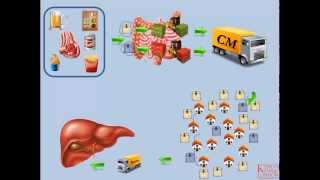 Lipids and Lipoproteins  Part 2 Exogenous Pathway [upl. by Taveda]