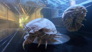 NEW Giant Isopod Touch Tank [upl. by Aicen]