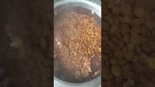 Presowing treatment of Cassia javanica seeds  Seed Nursery Manakpur [upl. by Ogawa]