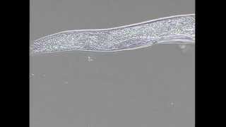 Injecting distal gonad Tecniques Part I [upl. by Bela754]