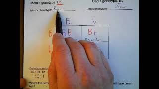 Punnett Squares Examples [upl. by Cointon252]