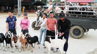 Use 3wheeled Vehicle To Buy Farmers Goat Herd  Harvesting Goats Goes To The Market Sell [upl. by Alroy]