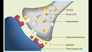 Fisiologia del Glutamato [upl. by Lundquist549]