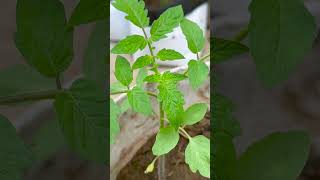 Simple Technique Secret Creating Highly Effective Tomato Trellises Laden Abundant Fruit [upl. by Reppep]