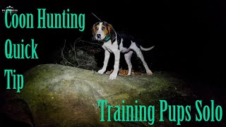 Coon Hunting Quick Tip Training Pups Solo [upl. by Keil]