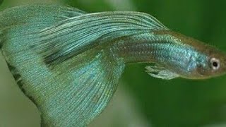 Emerald green guppy kt guppy land [upl. by Malonis]