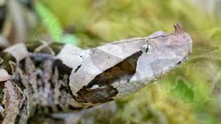 Gaboon Viper [upl. by Navaj]