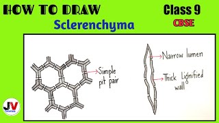 how to draw sclerenchymasclerenchyma diagramsclerenchyma drawing [upl. by Torruella]