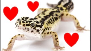 Leopard Gecko Breeding Behavior [upl. by Yanffit]