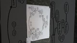 Citric acid cycle imperfect pharmacy or Krebs cycle rspharmacy vairalshort imperfect [upl. by Chyou]