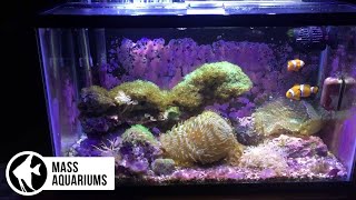 Coralline Algae10 Gallon Reef Tank Future Plans [upl. by Veejar]