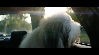 The Dulux Dog [upl. by Neelie]