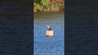 DoubleCrested Cormorant [upl. by Nicolis68]