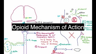 Opioid Mechanism of Action [upl. by Anatol44]