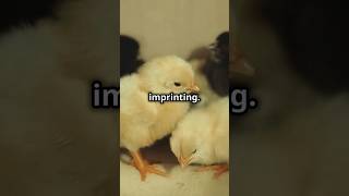 How Chicks Recognise their Mom facts science [upl. by Aikaz979]