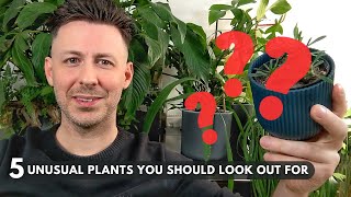 5 Unusual Houseplants You Should Look Out For [upl. by Yup]