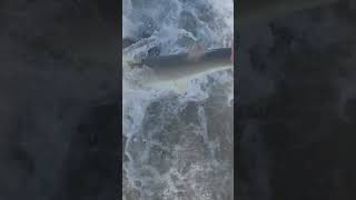 Blacknose shark twisted out of my hand to release tight lines [upl. by Shaner784]