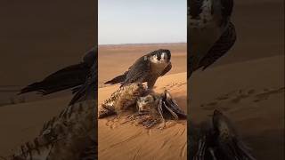 🦅wow eagle amazing atik eagle short [upl. by Enninaej]