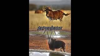 Black Wildebeest vs Sable Antelope shorts [upl. by Naihtsirc]