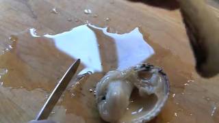 How to shuck and clean cockles [upl. by Sissel]