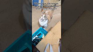 Noises my cat makes [upl. by Chad]