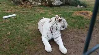 White Tiger Chuffs Pounces on Curator Cat Chat Live at Turpentine Creek Wildlife Refuge [upl. by Emmalyn]