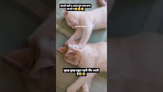 Lovelycat funny video😂😂😂yutubeshorts shortvideos viralvideo viralshort shorts [upl. by Euqinu]