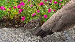 Peafowl Relaxing on Sunny Afternoon [upl. by Saville]