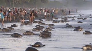 Tourists interrupt turtle reproduction season Arribada in Costa Rica [upl. by Eanej]