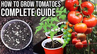 How to Grow Tomatoes from Seed to Harvest  COMPLETE GUIDE [upl. by Ainyt]