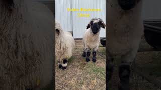 Valais Blacknose Sheep [upl. by Pelag]